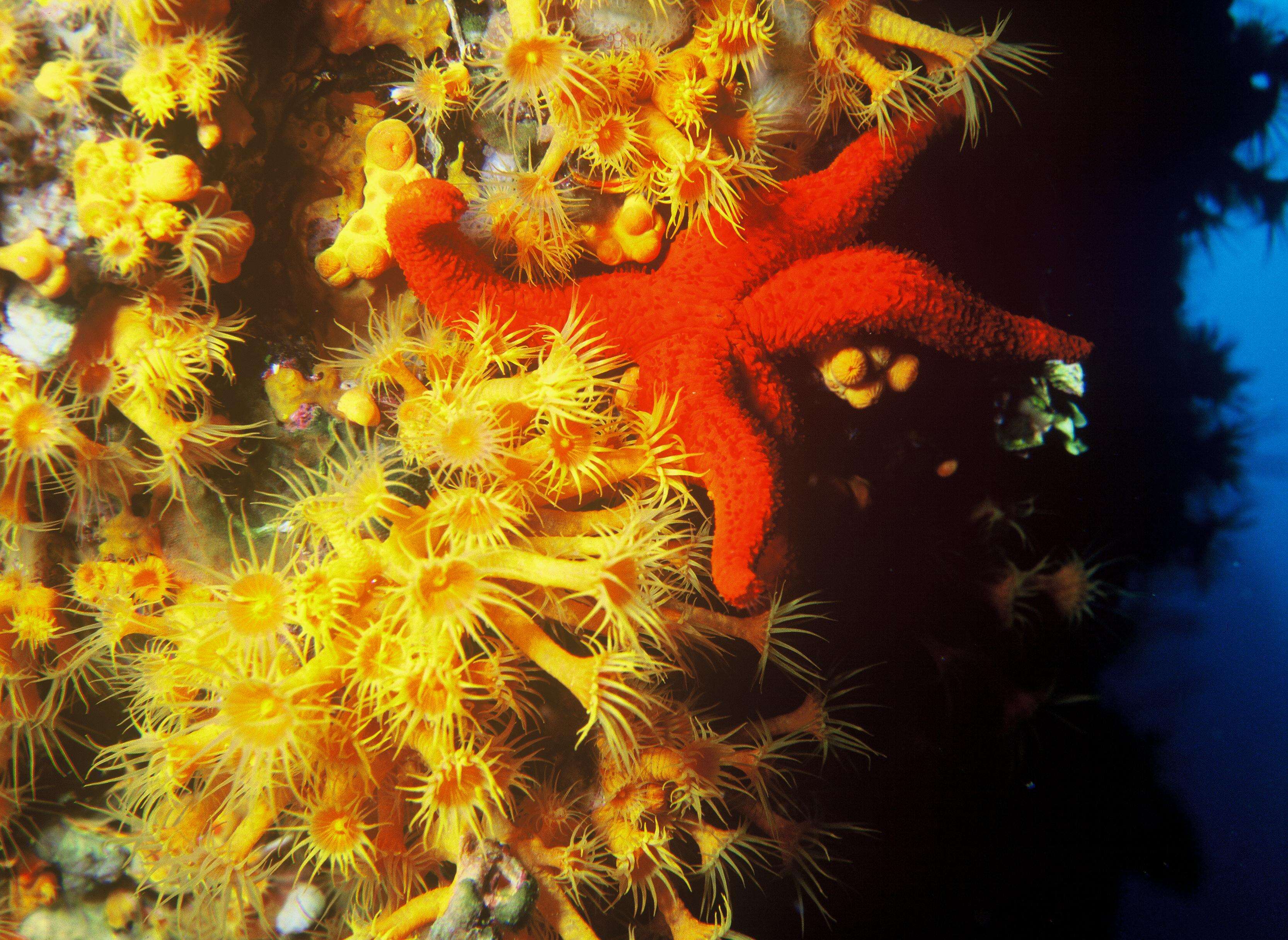 Image of Yellow encrusting anemone