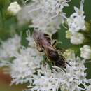 Lasioglossum quebecense (Crawford 1907) resmi