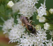 Image de Lasioglossum quebecense (Crawford 1907)