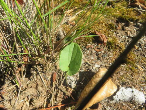 Image of Dioscorea humifusa Poepp.