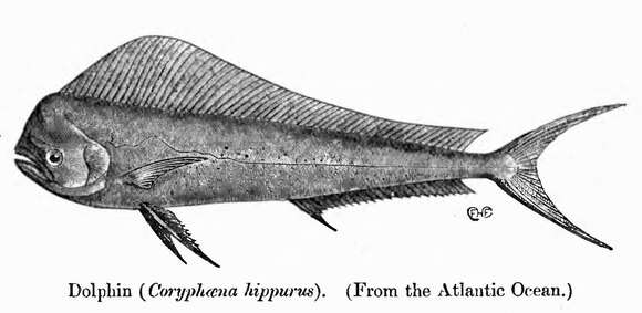 Image of dolphinfishes