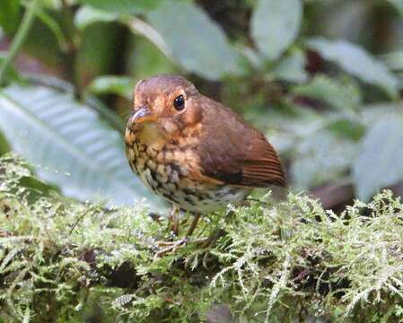 Image of Ochre-breasted Antpitta