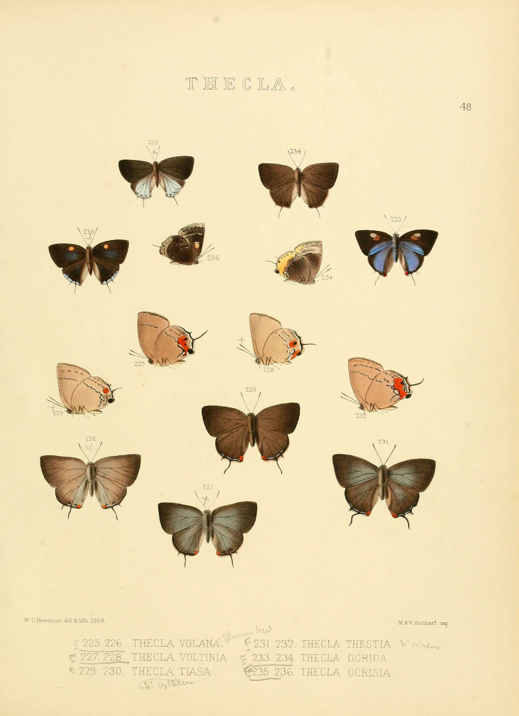 Image of Ocaria ocrisia (Hewitson 1868)