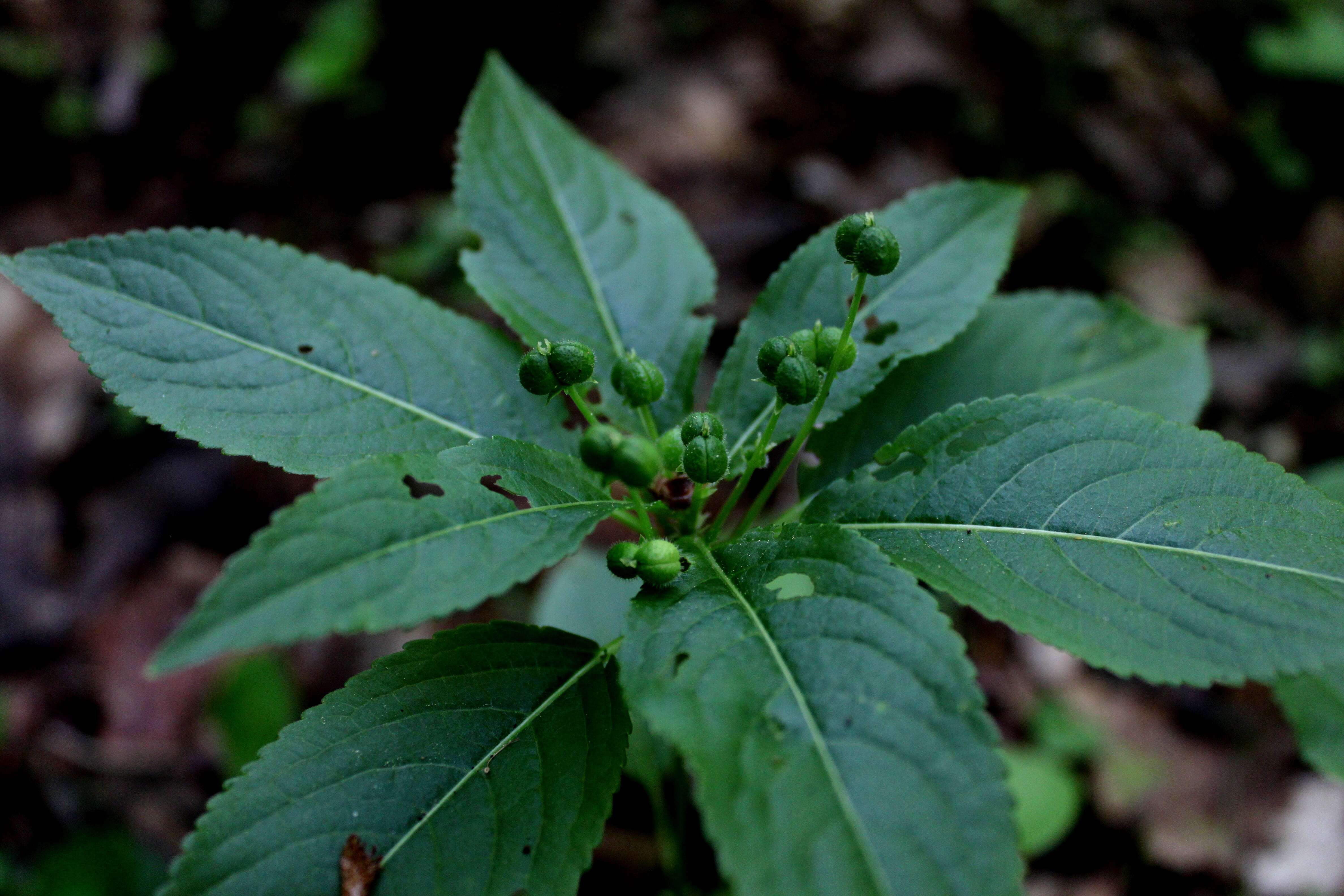 Image of dog's mercury