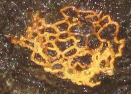 Image of Pretzel slime mold