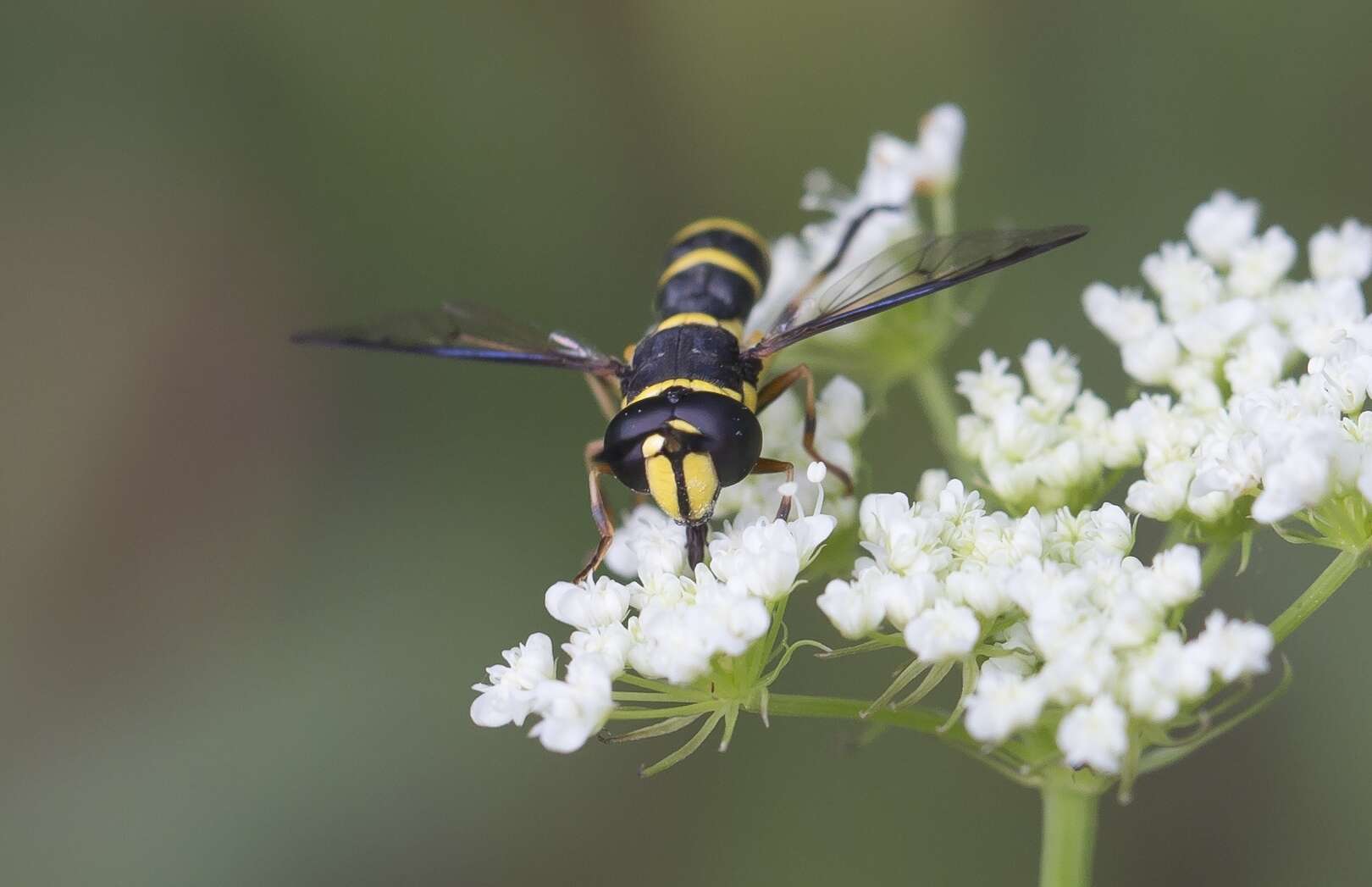 Image of Ceriana vespiformis (Latreille 1809)