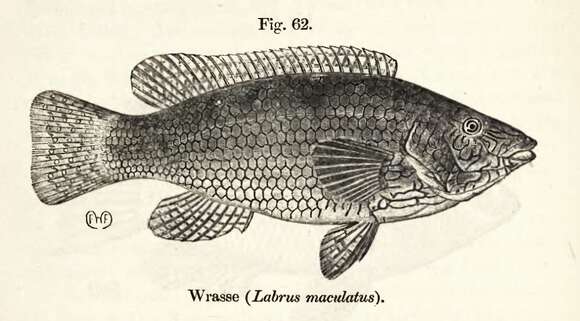 Image of Ballan Wrasse