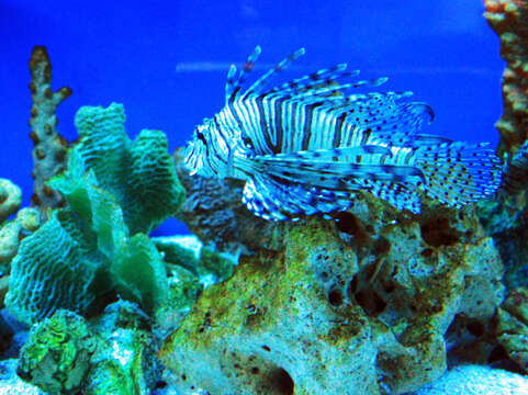 Image of Common lionfish