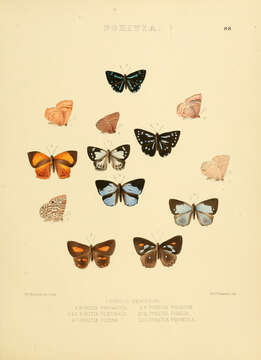 Image of Poritia erycinoides (Felder 1865)