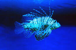 Image of Common lionfish