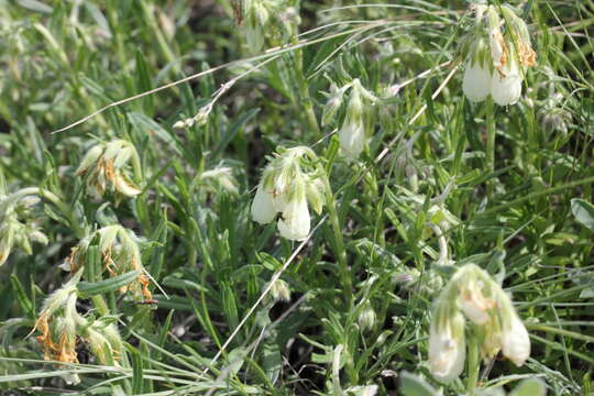 صورة Onosma simplicissima