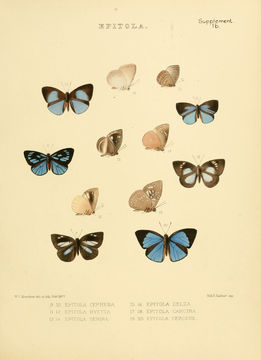 Image of Stempfferia cercene