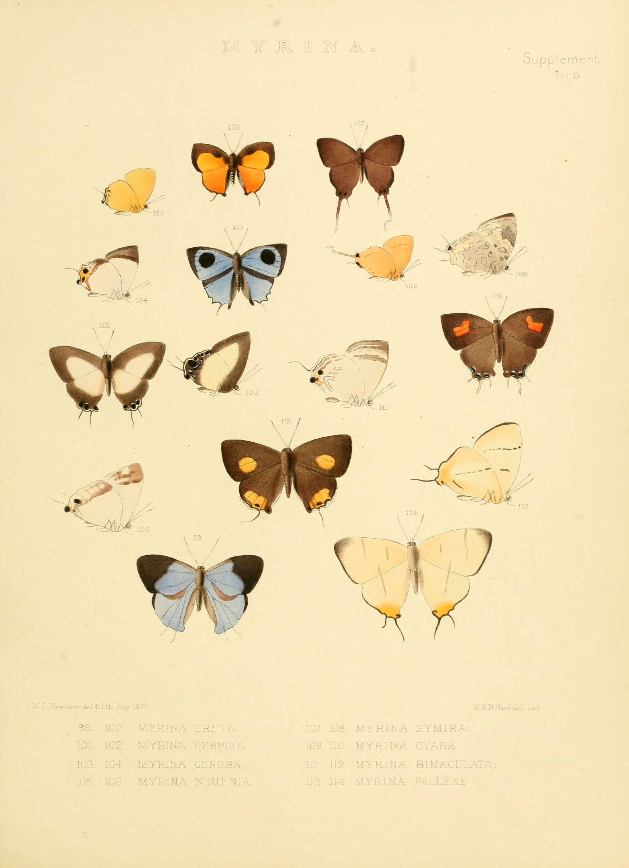 Image of Hypomyrina nomenia (Hewitson 1874)