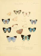 Image of Iolaus bolissus Hewitson 1873