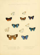 Imagem de Aslauga vininga (Hewitson 1875)