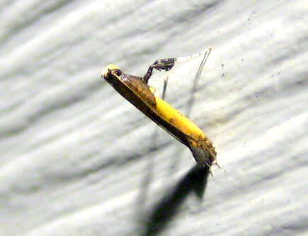 Image of Azalea leafminer