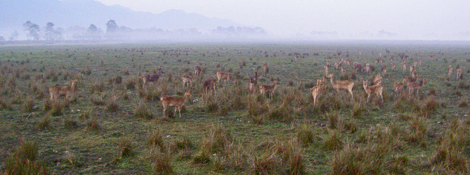 Image of Swamp Deer