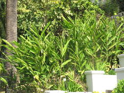 Image of Alpinia nutans (L.) Roscoe