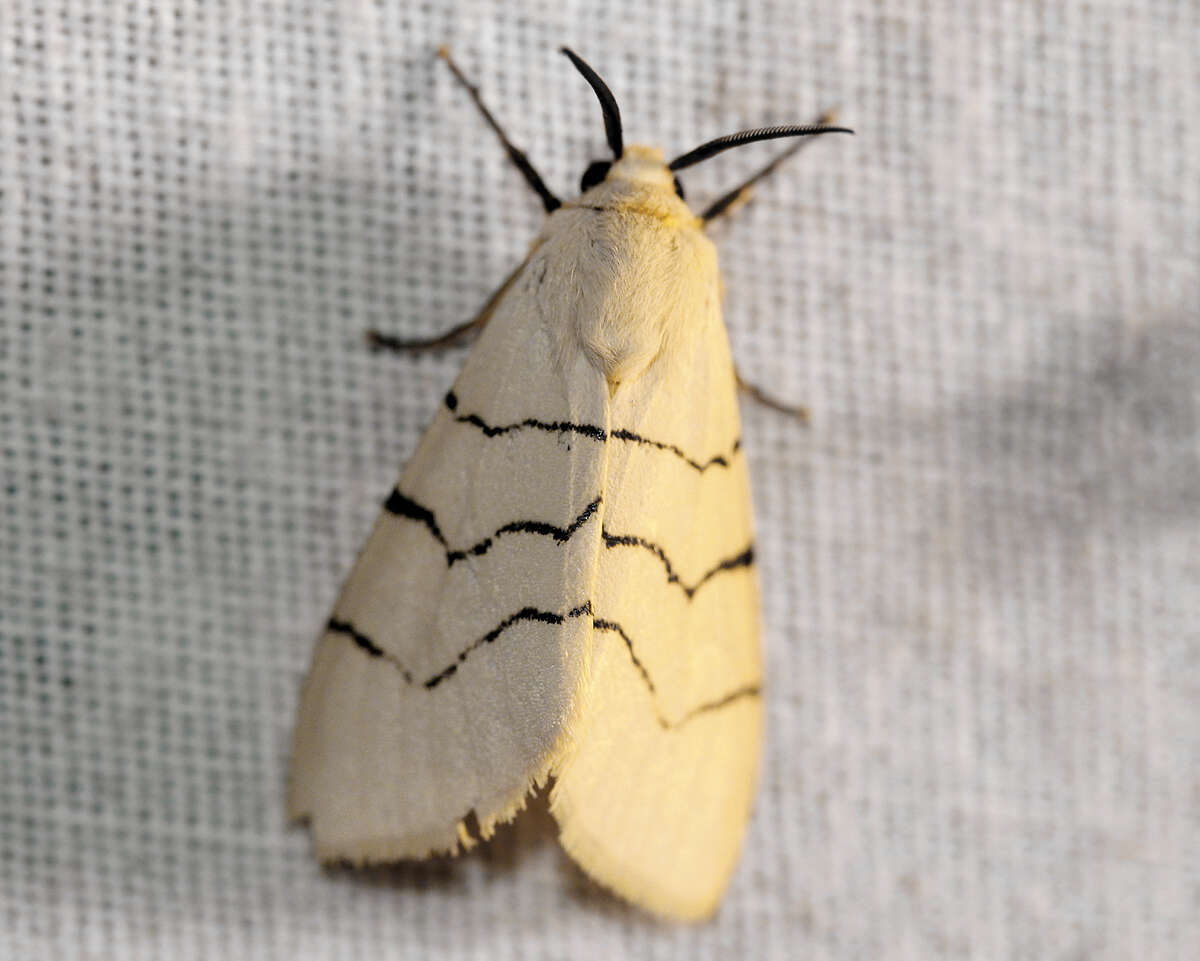 Image of Spilosoma curvilinea Walker 1855