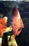 Image of Blunthead batfish