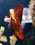 Image of Blunthead batfish