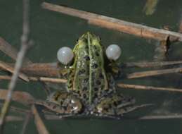 Image of Pelophylax esculentus