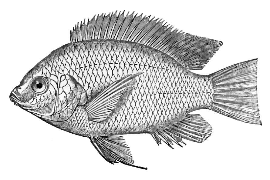 Image of Nile tilapia