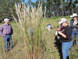 Image of Broomsedge Bluestem