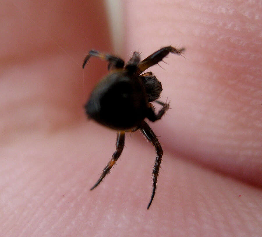 Image of Araneus nox (Simon 1877)