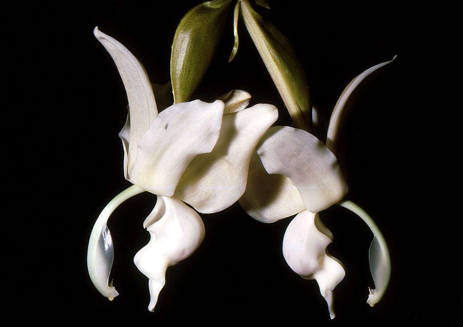Image of Stanhopea reichenbachiana Roezl ex Rchb. fil.
