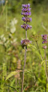 Image of pagoda-plant