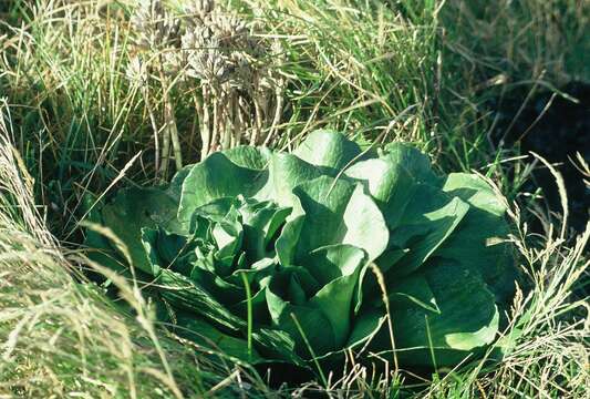 Image of kerguelen cabbage