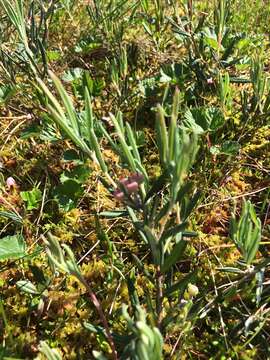 Image of bog rosemary