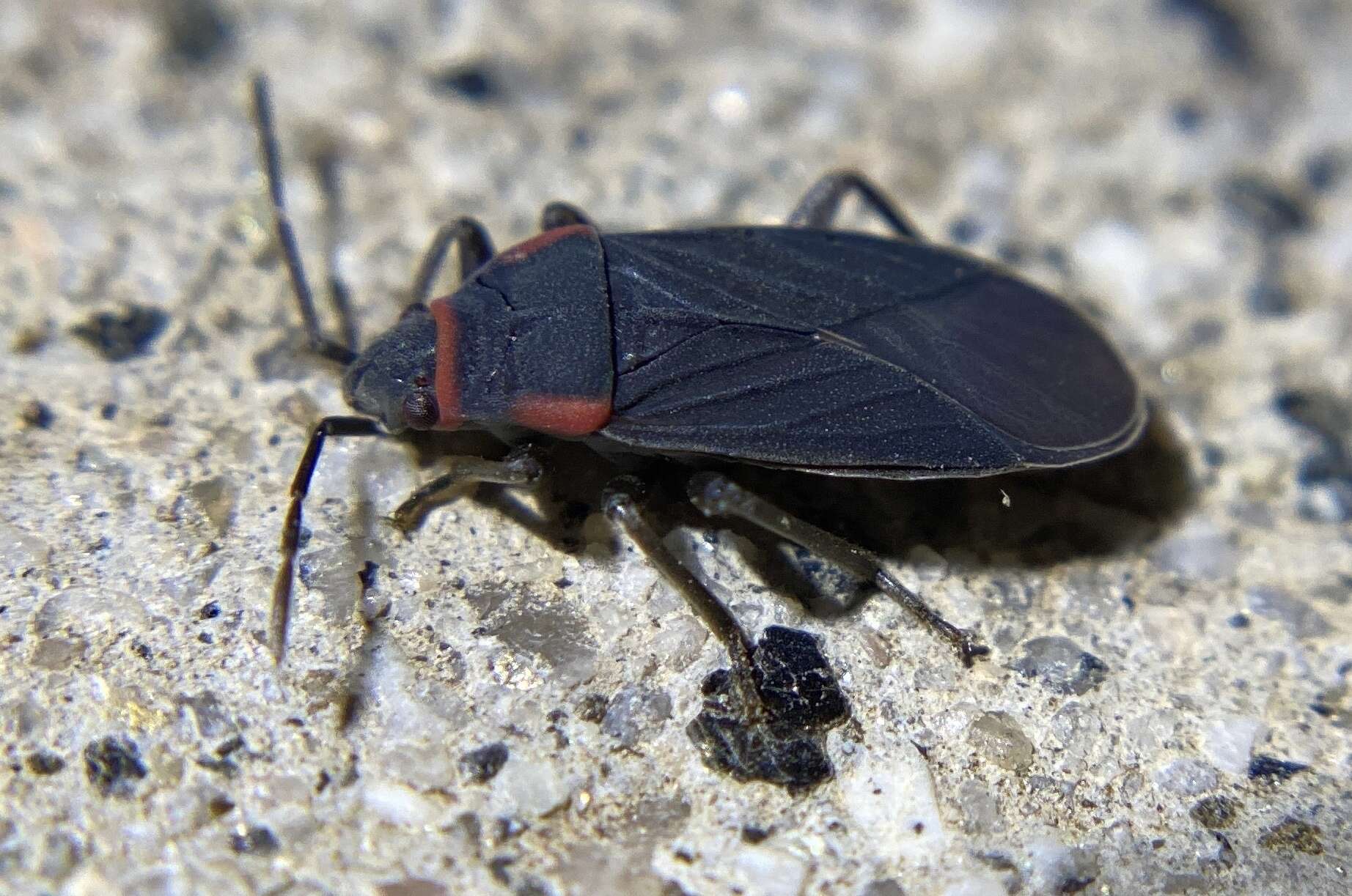 Image of Melacoryphus rubicollis (Uhler & P. R. 1894)