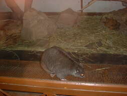 Image of brushtail possums and cuscuses