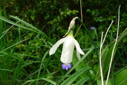 Narcissus moschatus L. resmi