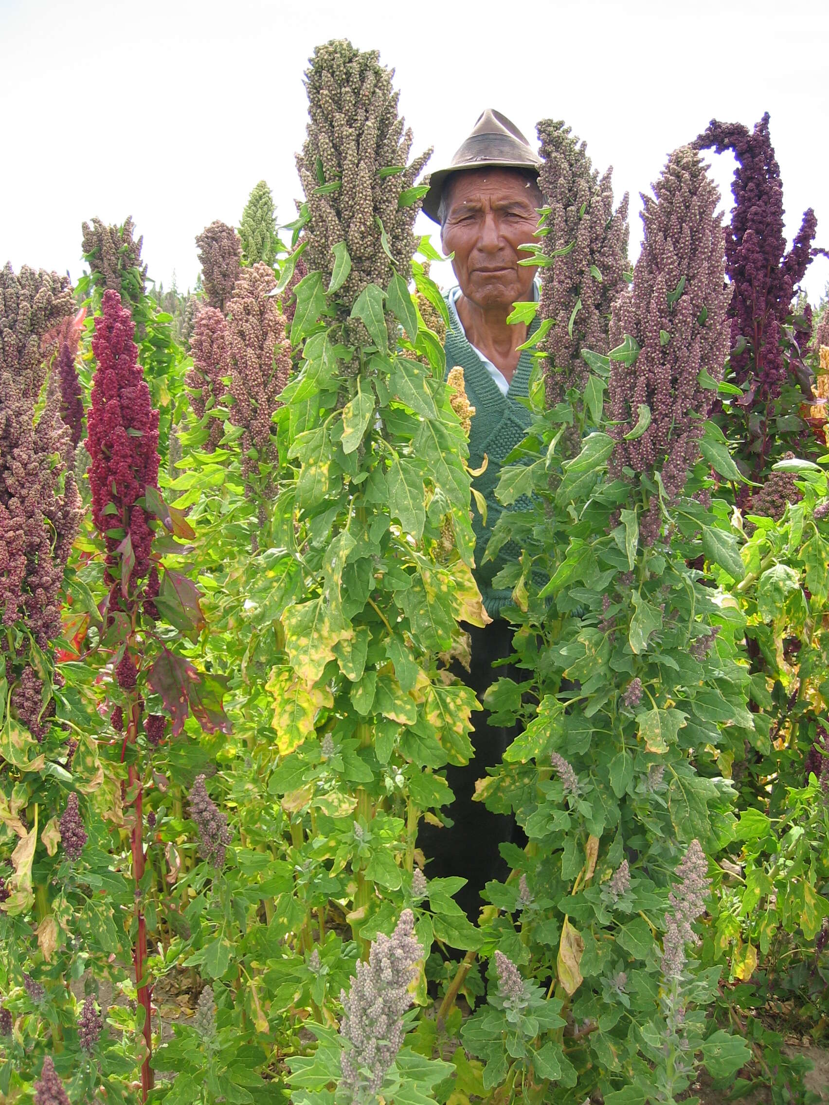 Image of quinoa