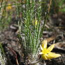 Image of Conostylis teretifolia J. W. Green