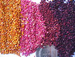 Image of quinoa