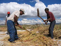 Image of quinoa