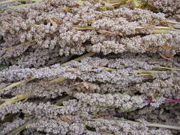 Image of quinoa