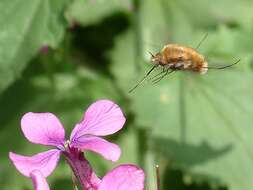 Image of Large bee-fly