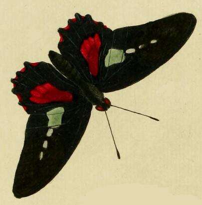 Image of Parides aeneas (Linnaeus 1758)