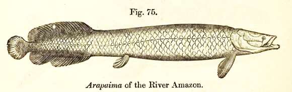 Image of Arapaima