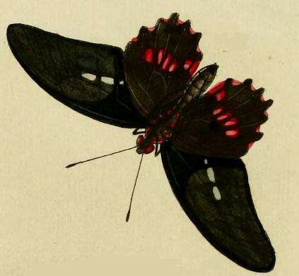 Image of Parides aeneas (Linnaeus 1758)