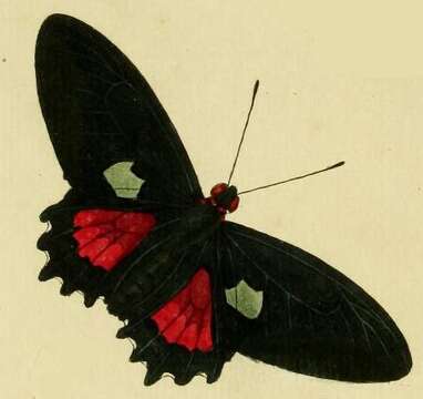 Image of Parides aeneas (Linnaeus 1758)