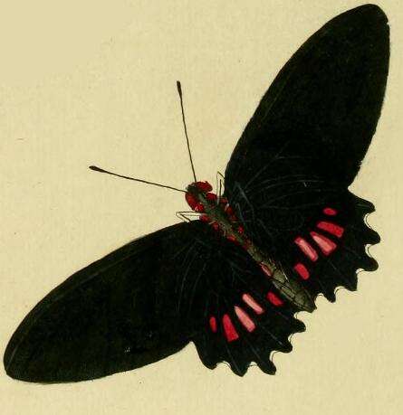 Image of Parides aeneas (Linnaeus 1758)