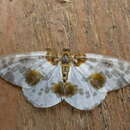 Image of clouded magpie