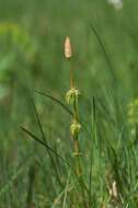 Слика од Equisetum sylvaticum L.