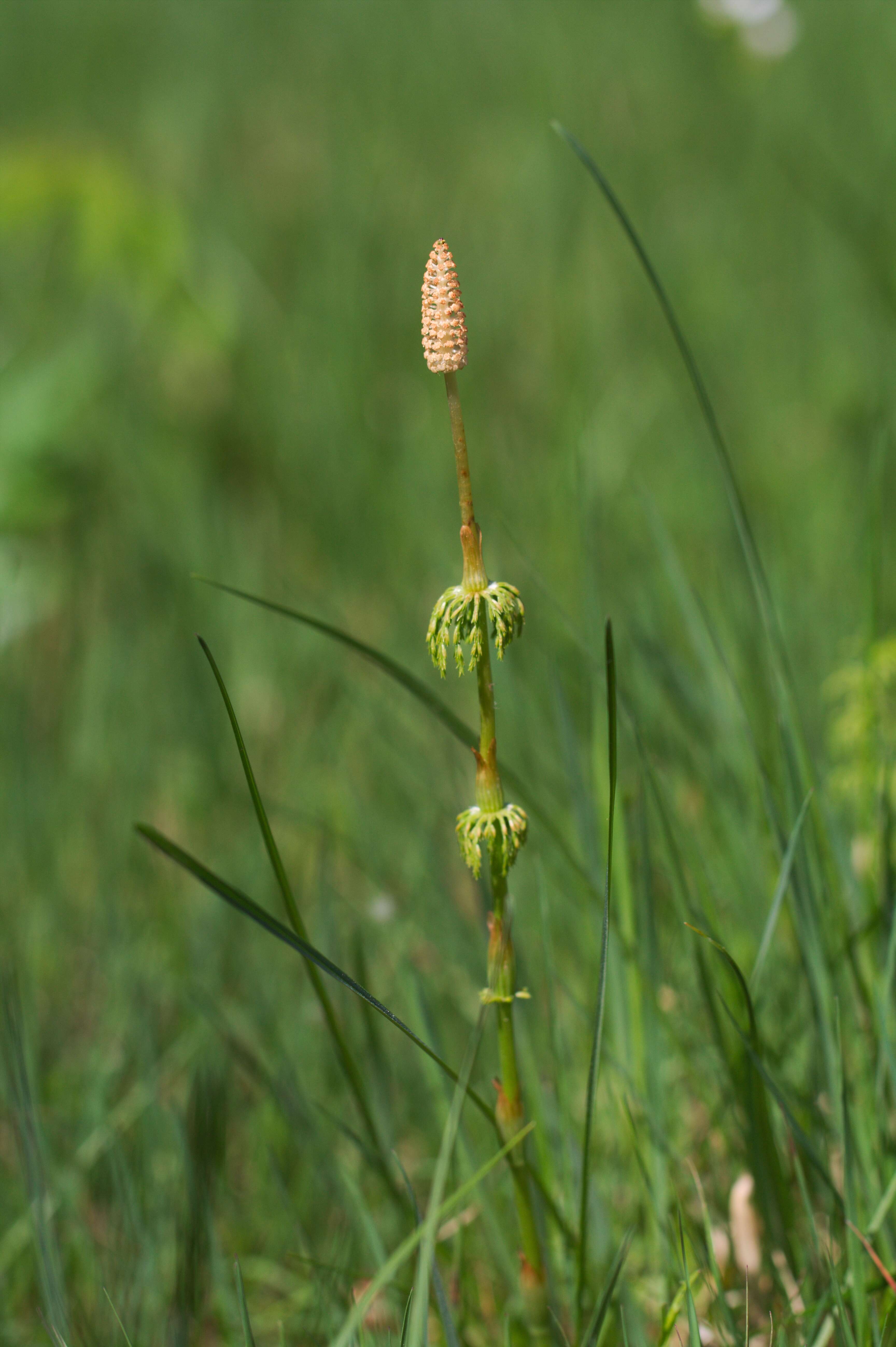 Imagem de Equisetum sylvaticum L.